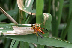 Echthromorpha agrestoria