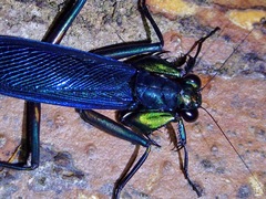 Metallyticus splendidus