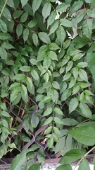 Magnoliopsida