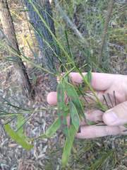 Acacia linifolia