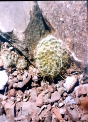 Mammillaria aurihamata