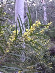 Acacia elongata