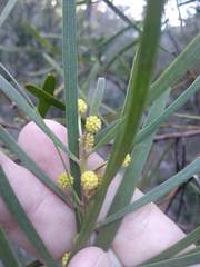 Acacia elongata