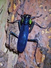 Metallyticus splendidus