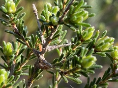 Calytrix tetragona