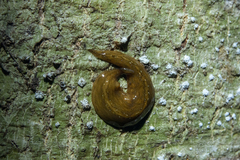 Australopacifica mariae
