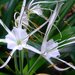 Spider Lilies - Photo (c) Kai Yan,  Joseph Wong, some rights reserved (CC BY-NC-SA)