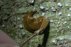 Australopacifica mariae