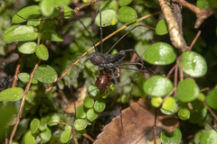 Forsteropsalis inconstans