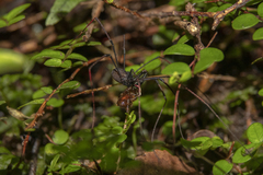 Forsteropsalis inconstans