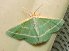 Mixocera latilineata