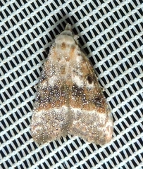 Nola taeniata