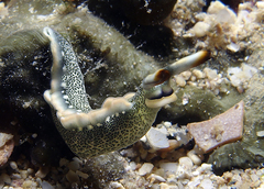 Thuridilla carlsoni