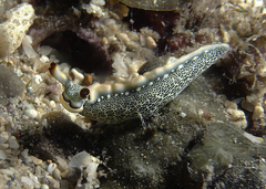 Thuridilla carlsoni