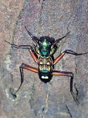 Metallyticus splendidus