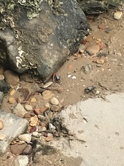 Paraleptuca splendida