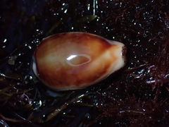Neobernaya spadicea image