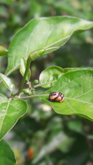 Coccinellidae