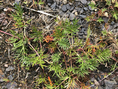 Potentilla bimundorum