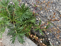 Potentilla bimundorum