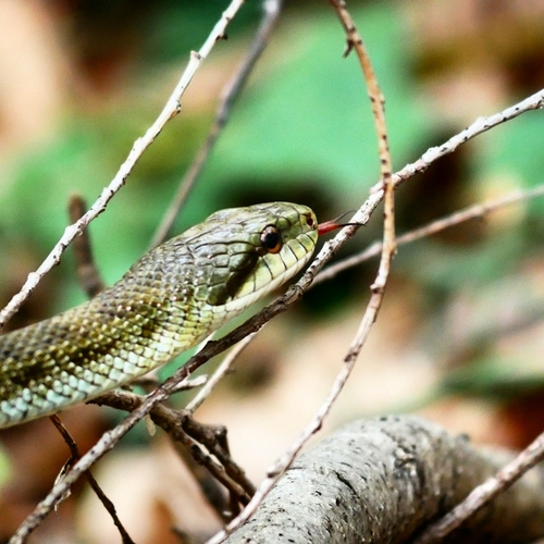 Japanese Ratsnake