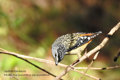Pardalotus punctatus punctatus