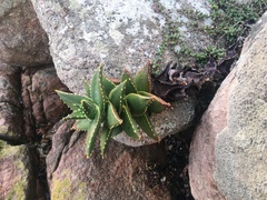 Aloe distans