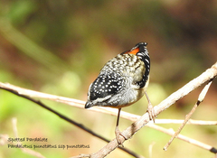 Pardalotus punctatus punctatus