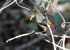 Pardalotus punctatus punctatus