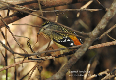 Pardalotus punctatus punctatus