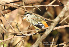 Pardalotus punctatus punctatus