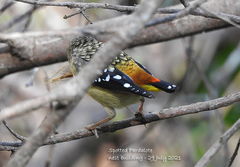 Pardalotus punctatus punctatus