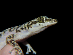 Phyllodactylus lanei