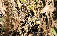 Pardalotus punctatus punctatus