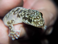 Phyllodactylus lanei