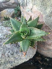 Aloe distans