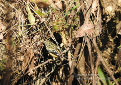 Pardalotus punctatus punctatus