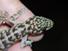 Phyllodactylus lanei