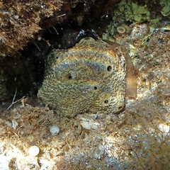 Irciniidae