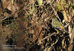 Pardalotus punctatus punctatus