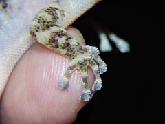 Phyllodactylus lanei