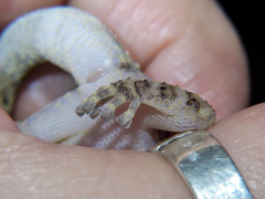 Phyllodactylus lanei