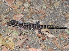 Phyllodactylus lanei