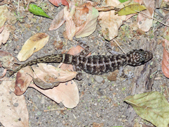 Phyllodactylus lanei