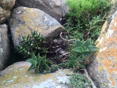 Aloe distans