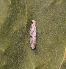 Nemapogon inconditella