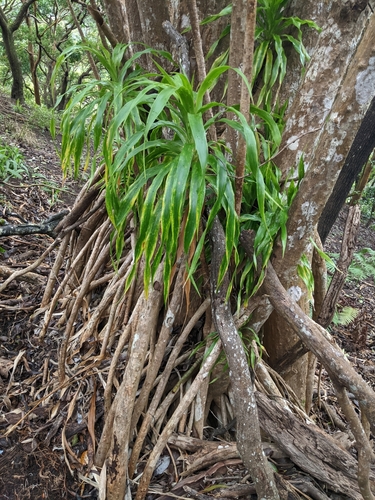 Dracaena halapepe