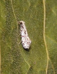 Nemapogon inconditella