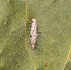 Nemapogon inconditella