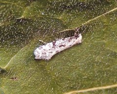Nemapogon inconditella
